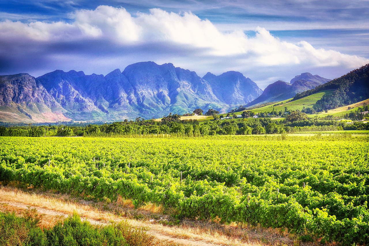 vignoble afrique du sud